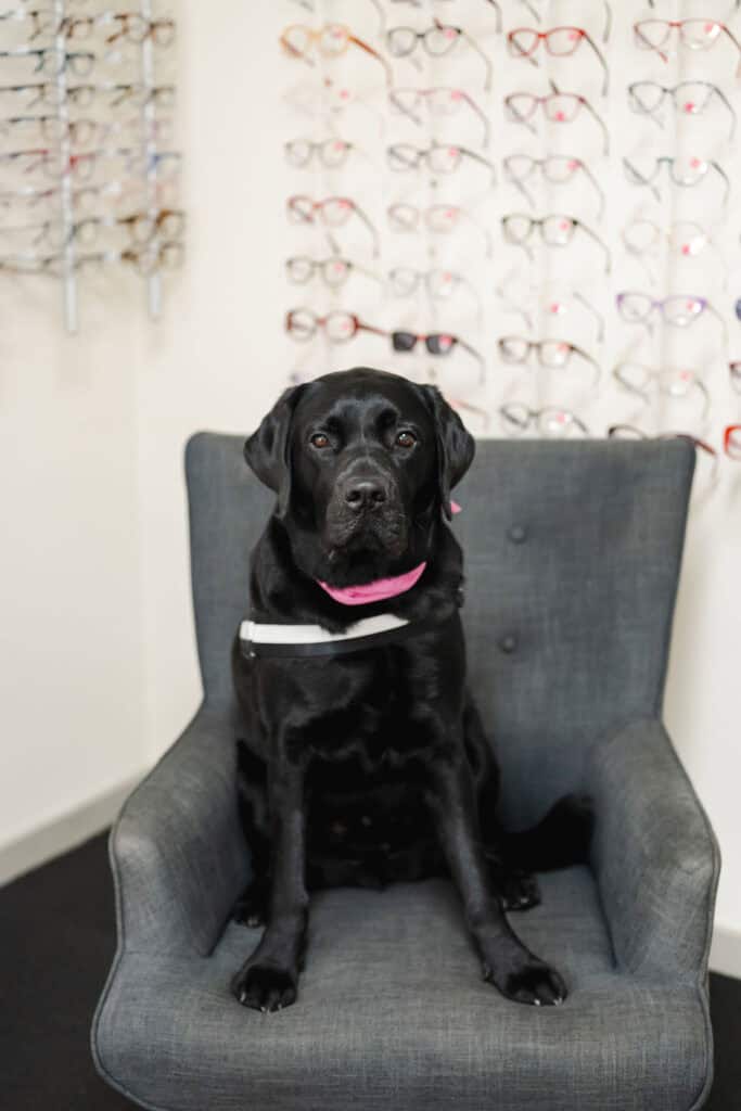 Clinic dog Zuko sitting on a chair in the waiting room.